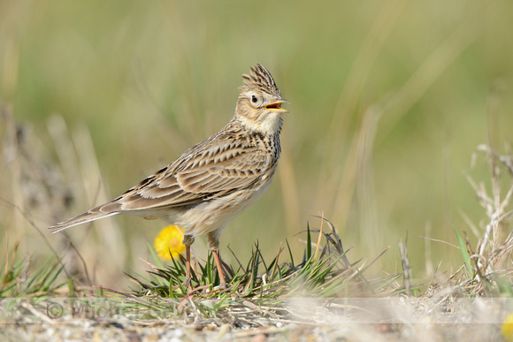 Veldleeuwerik; Skylark; Alauda arvensis