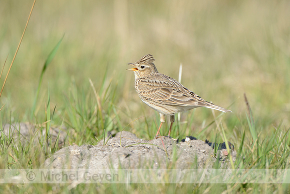 Veldleeuwerik; Skylark; Alauda arvensis