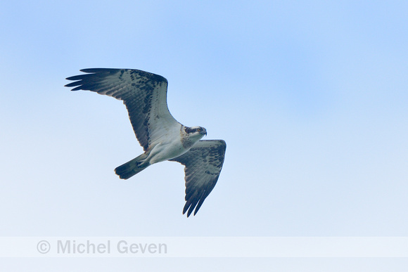 Visarend; Osprey; Pandian haliaetus