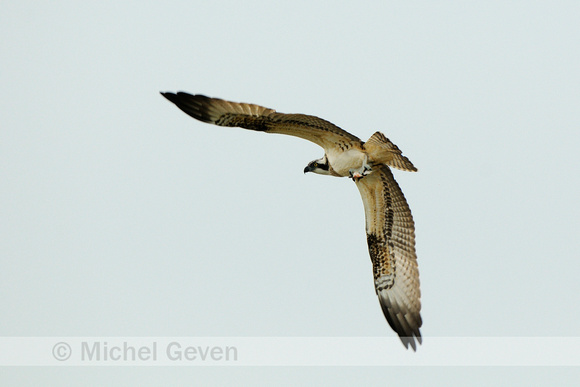 Visarend; Osprey; Pandion haliaetus;