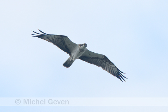 Visarend; Osprey; Pandian haliaetus