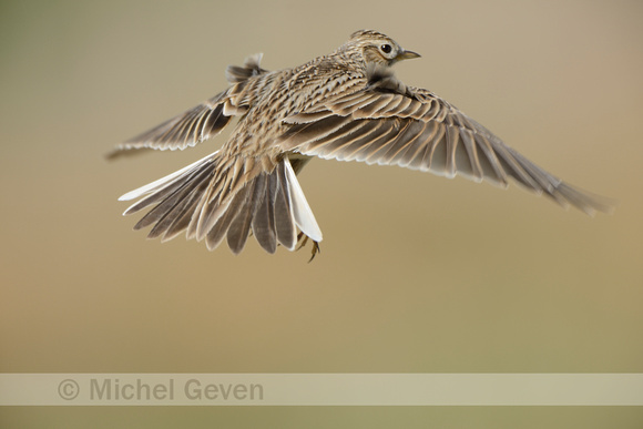 Veldleeuwerik; Skylark; Alauda arvensis