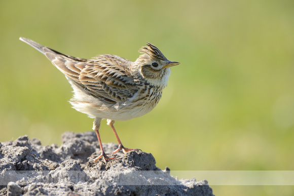 Veldleeuwerik; Skylark; Alauda arvensis