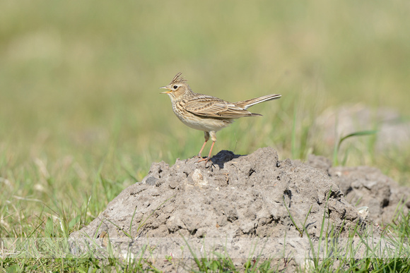 Veldleeuwerik; Skylark; Alauda arvensis