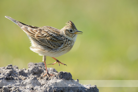 Veldleeuwerik; Skylark; Alauda arvensis