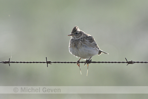 Veldleeuwerik; Skylark; Alauda arvensis