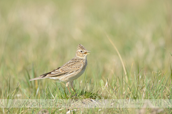 Veldleeuwerik; Skylark; Alauda arvensis