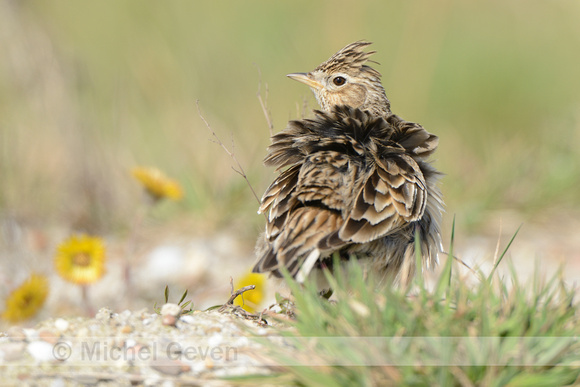 Veldleeuwerik; Skylark; Alauda arvensis