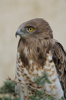 Short-toed Eagle; Slangenarend; Circaetus galicus