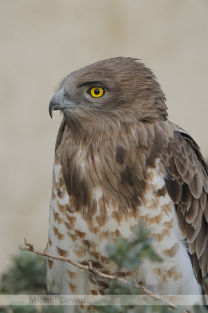 Short-toed Eagle; Slangenarend; Circaetus galicus