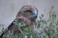 Slangenarend; Short-toed Eagle; Circaëtus gallicus;