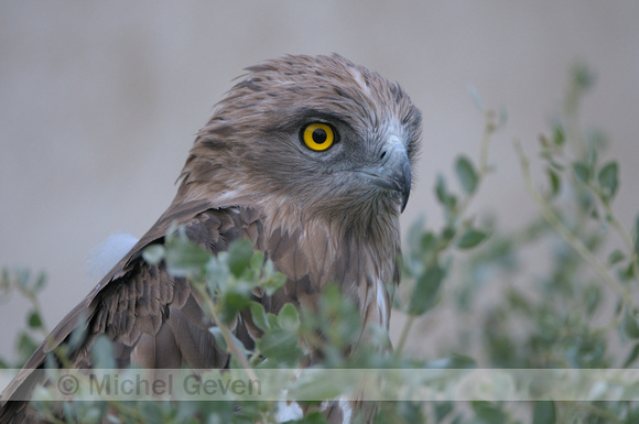 Slangenarend; Short-toed Eagle; Circaëtus gallicus;