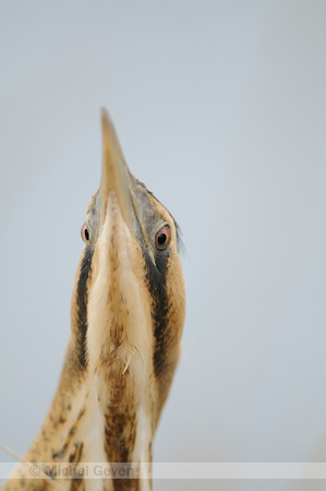 Roerdomp; Bittern; Botaurus stellaris