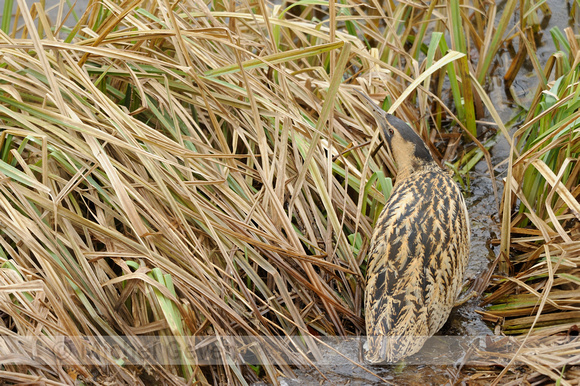 Roerdomp; Bittern; Botaurus stellaris