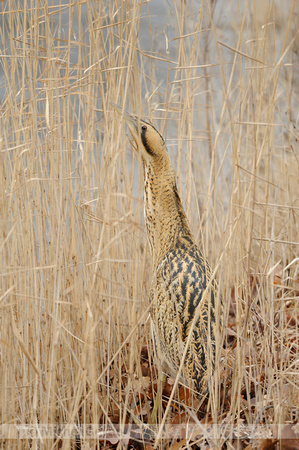 Roerdomp; Bittern; Botaurus stellaris