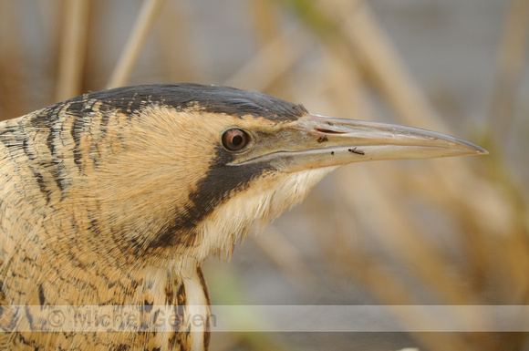 Roerdomp; Bittern; Botaurus stellaris