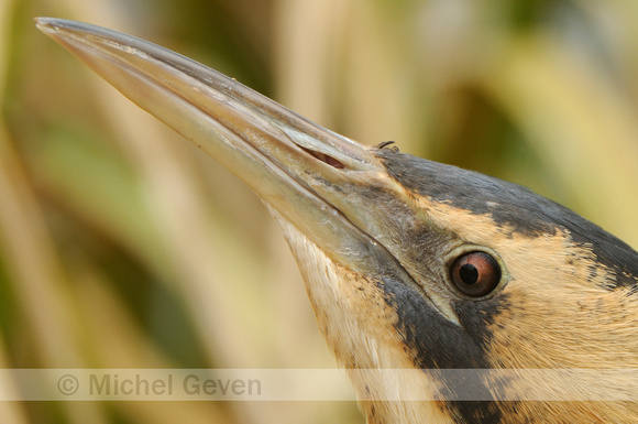 Roerdomp; Bittern; Botaurus stellaris