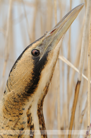 Roerdomp; Bittern; Botaurus stellaris