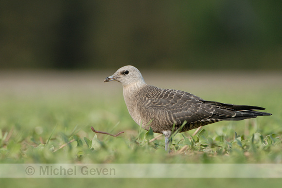 Kleinste Jager; Long-tailed Skua; Stercorarius longicaudus