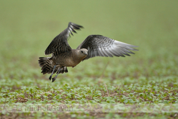 Kleinste Jager; Long-tailed Skua; Stercorarius longicaudus