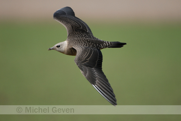 Kleinste Jager; Long-tailed Skua; Stercorarius longicaudus