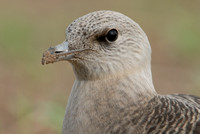 Kleinste Jager; Long-tailed Skua; Stercorarius longicaudus