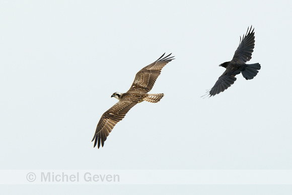 Visarend; Osprey; Pandion haliaetus;