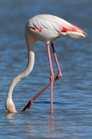 Europese Flamingo; Greater Flamingo; Phoenicopterus roseus