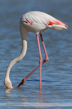 Europese Flamingo; Greater Flamingo; Phoenicopterus roseus