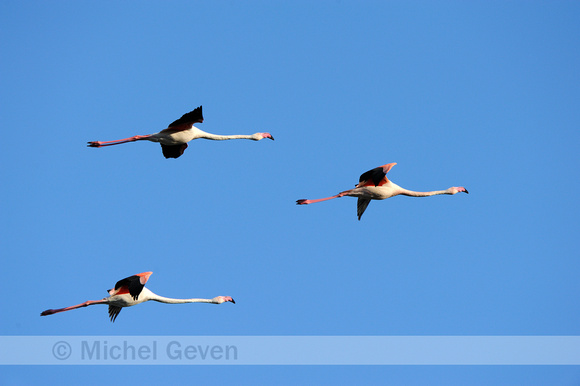 Europese Flamingo; Greater Flamingo; Phoenicopterus roseus