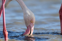 Greater Flamingo; Europese Flamingo; Flamant Rose; Phoenicopterus roseus
