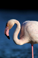 Europese Flamingo; Flamant Rose; Phoenicopterus roseus