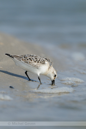 Drieteenstrandloper; Sanderling; Calidris alba