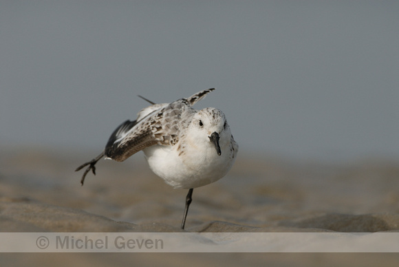 Drieteenstrandloper; Sanderling; Calidris alba