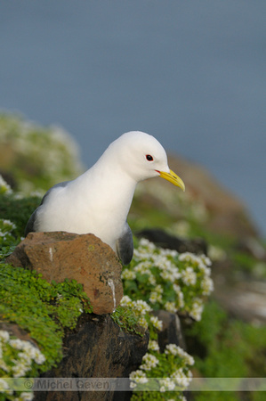 Drieteenmeeuw; Kittiwake; Rissa tridactyla