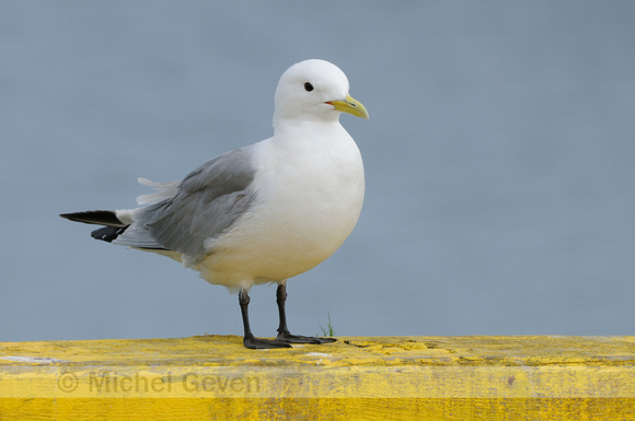 Drieteenmeeuw; Kittiwake; Rissa tridactyla;