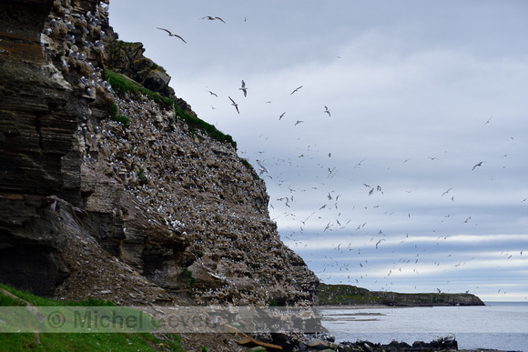 Drieteenmeeuw;  Kittiwake; Rissa tridactyla