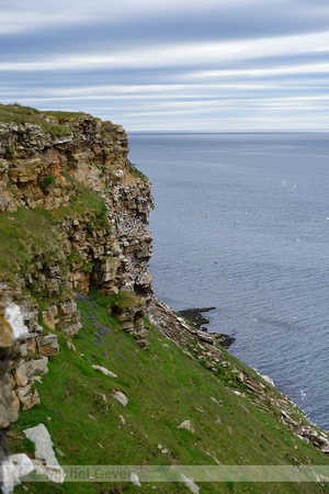 Drieteenmeeuw;  Kittiwake; Rissa tridactyla