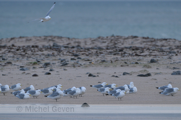 Drieteenmeeuw; Kittiwake; Rissa tridactyla