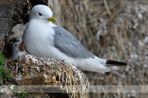 Drieteenmeeuw;  Kittiwake; Rissa tridactyla