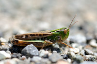 Schavertje - Lesser Toothed Grasshopper - Stenobothrus stigmaticus