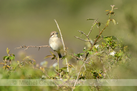 Grauwe Klauwier; Red-backed Shrike; Lanius collurio