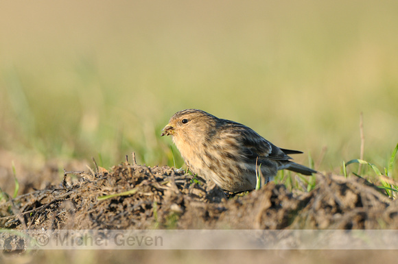 Frater; Twite; Carduelis flavirostris