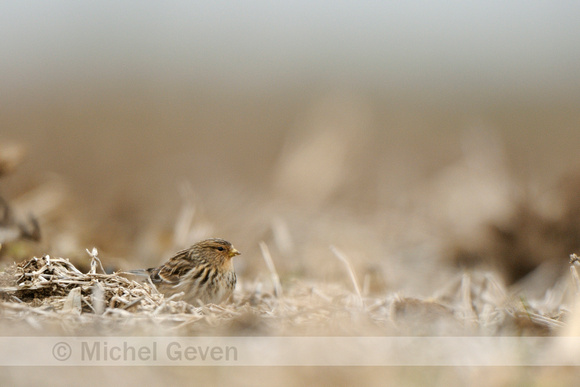 Frater; Twite; Carduelis flavirostris