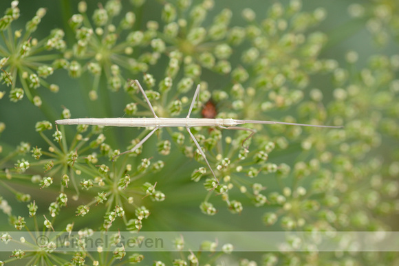 Gallische wandelende tak; French stick insect; Clonopsis gallica