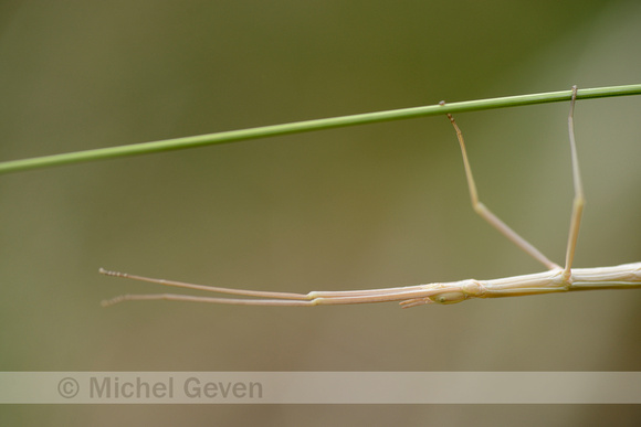 Gallische wandelende tak; French stick insect; Clonopsis gallica