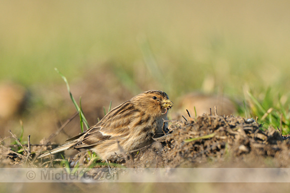 Frater; Twite; Carduelis flavirostris