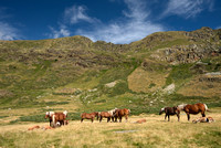 Paarden in berglandschap