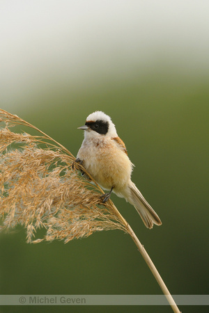 Buidelmees; Penduline Tit; Remiz pendulinus