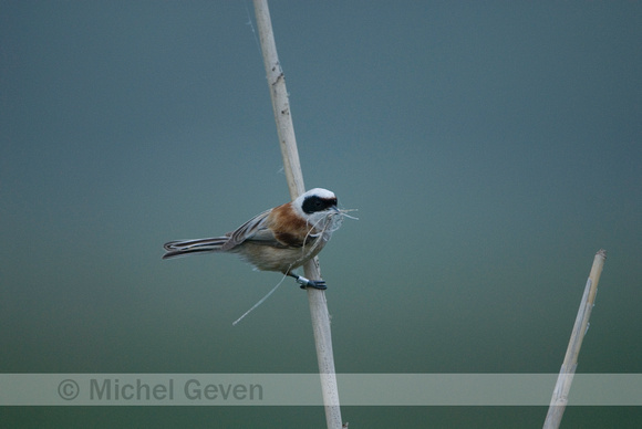 Buidelmees; Penduline Tit; Remiz Pendulinus